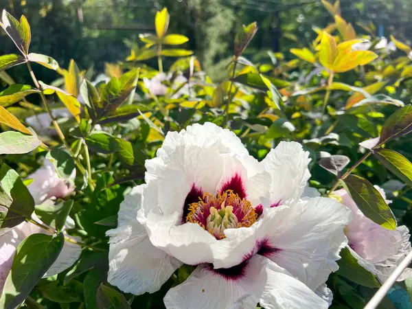 Güneşli bir günde bahçede açan koyu pembe merkezli güzel beyaz şakayık çiçeğinin yakın çekimi.