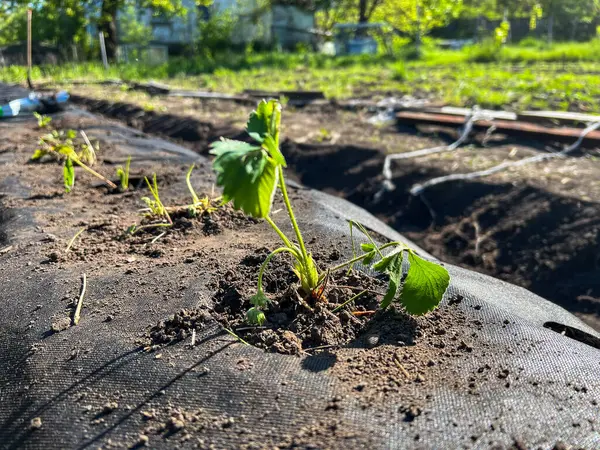 Bahar boyunca organik sebze bahçesindeki manzara dokusundan çıkan küçük yeşil filizler.