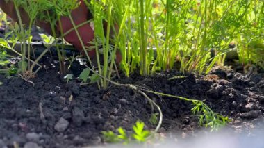 Çiftçiyi kapatın, ekili tarlada havuç biçin.