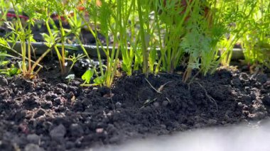 Bahçıvan yerden genç havuçlar çıkarıyor.