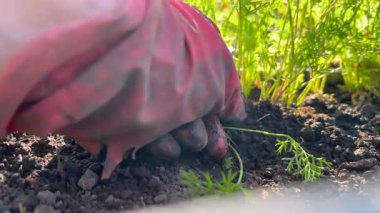 Güneşli bir günde havuç yetiştiren çiftçi.