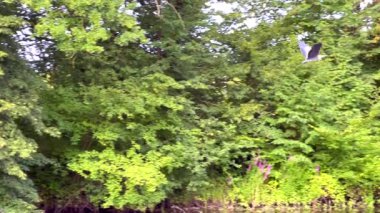 Nehir kenarındaki yemyeşil ağaçların üzerinde uçan gri balıkçıl.