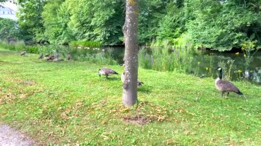 Kanada kaz ailesi dinleniyor ve yeşil bir parkı keşfediyor.