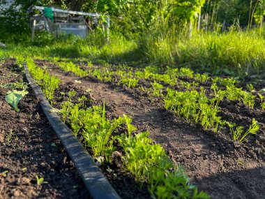 Sırayla büyüyen genç havuçlar bir bahçe yatağındaki damlama sulama sistemi tarafından sulanıyor.