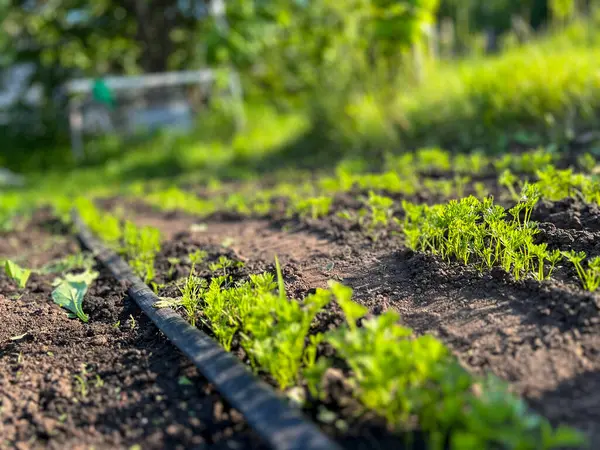 Bereketli topraklarda yetişen genç maydanozlar yemyeşil bir bahçedeki damlalar tarafından sulanıyor.