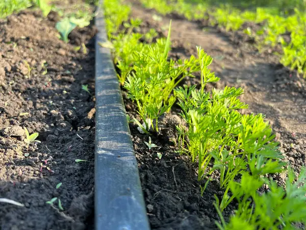 Koyu verimli topraklarda yetişen genç havuçlar bir bahçe yatağındaki damlama sulama sistemi tarafından sulanıyor.