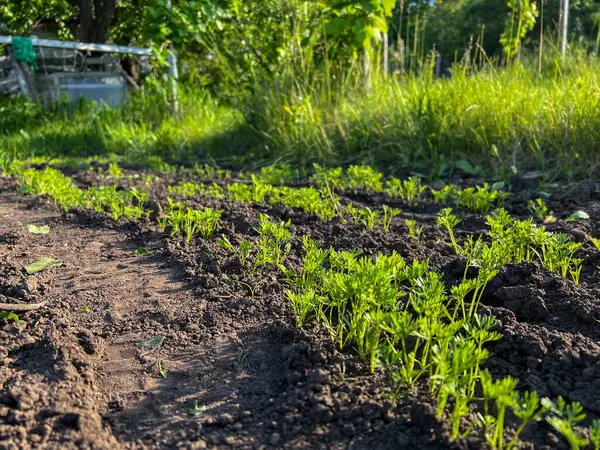Parlak yeşil havuç sıraları, güneşli bir sebze bahçesinde, koyu ve verimli topraktan ortaya çıkar.