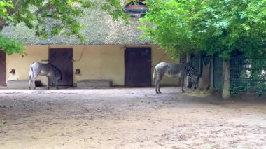 İki zebra ağaçların yanında saman ve hayvanat bahçesinde sazdan çatılı bir binanın tadını çıkarıyor.
