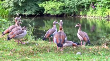 Mısır kazları dinleniyor ve göl kenarında etkileşime geçiyorlar
