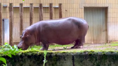 Hayvanat bahçesinde taze çimlerde otlayan büyük su aygırları.