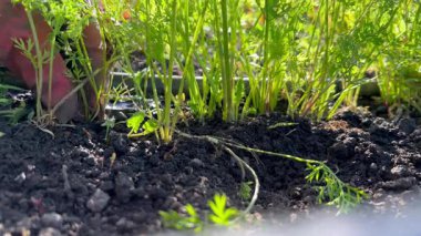 Eldivenli eller dikkatlice taze, turuncu bir havucu çeker. 