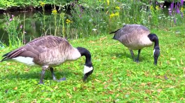 Kanada kazları nehir kenarında huzur içinde otluyor.
