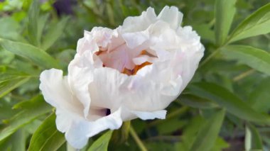 Bahçede açan narin beyaz şakayık. Çok kaliteli 4K görüntüler. Güzel beyaz bir şakayık çiçeğinin yakın çekimi. Çiçek açıyor, hassas taç yapraklarını ve ince pembe renklerini sergiliyor.