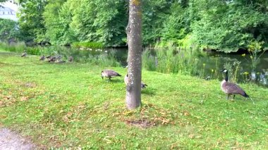 Kanada kaz ailesi dinleniyor ve küçük bir nehrin yakınındaki yeşil bir parkta yürüyor