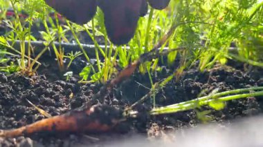 Güneşli bir günde sebze yatağından havuç toplayan çiftçinin elleri