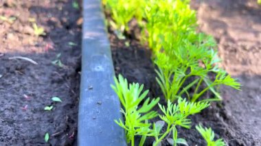 Damla sulama sistemiyle havuç büyüme süreci