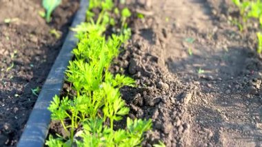 Sulama sistemli sebze bahçesinde havuç yetiştiriyorum.