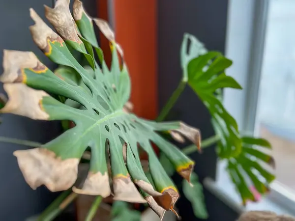 Kahverengi ve susuz kalmış, potansiyel bir hastalık ya da yetersiz bakım gösteren bir canavar yaprağının yakın çekimi.