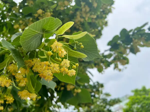 Ihlamur ağacı çiçeklerinin yakın çekimi, narin sarı çiçekleri ve yumuşak odaklı arka planda canlı yeşil yaprakları sergiliyor.