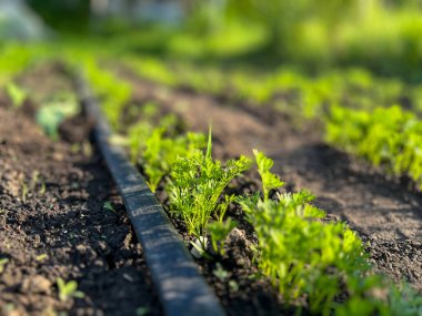 Bahçe yatağında büyüyen genç havuç bitkileri, sulama sistemi tarafından sulanır ve sağlıklı bir büyüme sağlar.