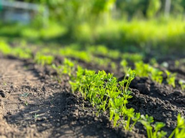 Taze yeşil havuç tepeleri, güneşli bir sebze bahçesinde, koyu ve bereketli topraktan çıkıp sağlıklı bir hasat vaat ediyor.
