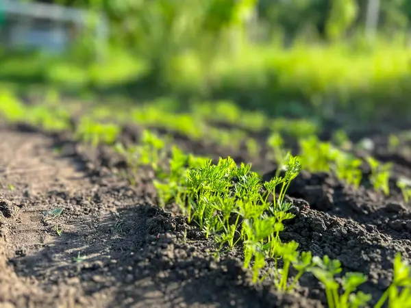 Taze yeşil havuç tepeleri, güneşli bir sebze bahçesinde, koyu ve bereketli topraktan çıkıp sağlıklı bir hasat vaat ediyor.