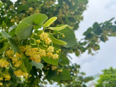 Ihlamur ağacı çiçeklerinin yakın çekimi, narin sarı çiçekleri ve yumuşak odaklı arka planda canlı yeşil yaprakları sergiliyor.