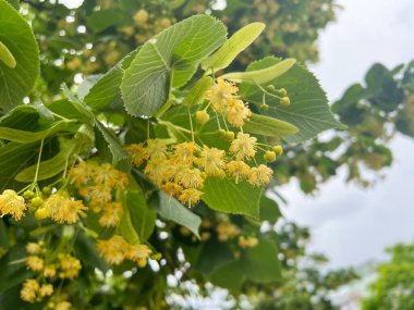 Bulutlu bir günde açan küçük sarı ıhlamur ağacı çiçekleri.