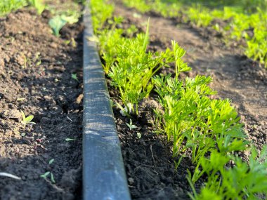 Koyu verimli topraklarda yetişen genç havuçlar bir bahçe yatağındaki damlama sulama sistemi tarafından sulanıyor.