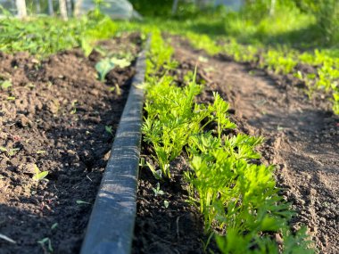 Bereketli topraklarda büyüyen genç havuç bitkileri, verimli ve sürdürülebilir tarım uygulamalarını güvence altına alan bir damlama sulama sistemi tarafından sulanır.