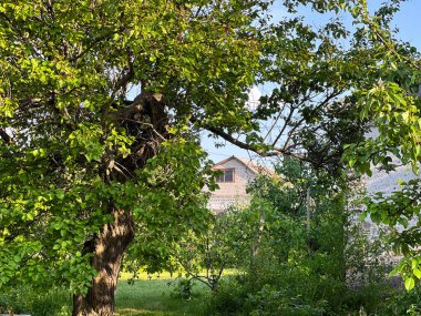 Yeşil ağaçlar bir kır evini çerçeveletip huzurlu bir yaz manzarası yaratıyor.