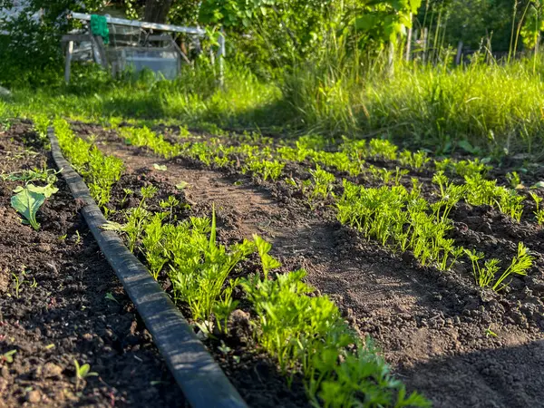 Sırayla büyüyen genç havuçlar bir bahçe yatağındaki damlama sulama sistemi tarafından sulanıyor.