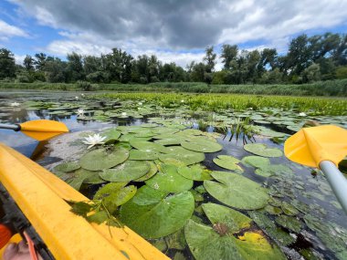 Tuna deltasındaki bulutlu bir günde su zambakları ve sazlıklarla dolu sakin bir nehirde kano yapmak.