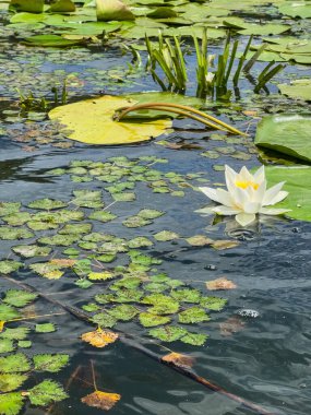 Beyaz bir nilüfer ve su kestanesi yapraklarının yüzdüğü su bitkilerinin manzarası.