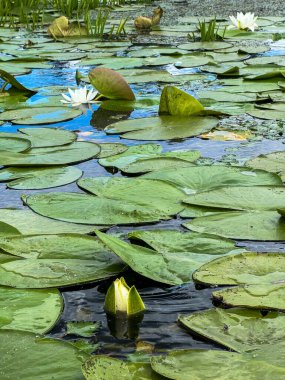 Sakin bir gölette yeşil nilüferler arasında çiçek açan güzel beyaz nilüferler sakin ve doğal bir manzara yaratıyor.