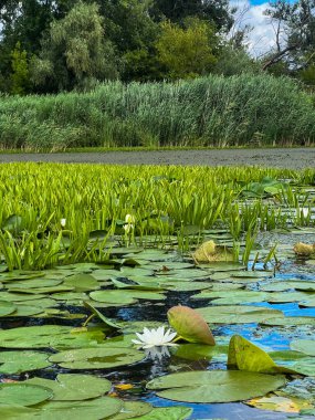 Nehirde açan güzel beyaz nilüferler ve arka planda yeşil bitkiler.