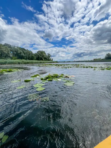 Su zambakları ve yemyeşil bitkilerle dolu bir gölde güzel bulutlu bir gökyüzünün altında süzülen kano.