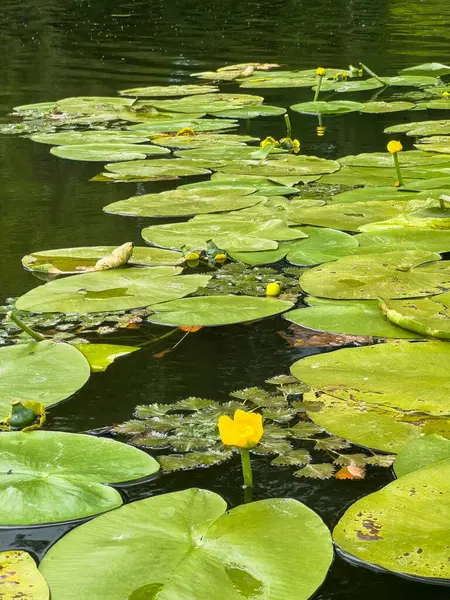 Nilüfer çiçeği, dingin bir göletin yüzeyinde süzülen yeşil nilüferlerin arasında duruyor.