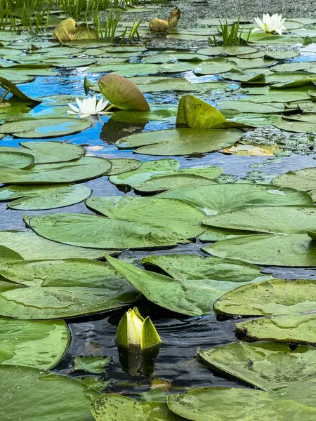 Sakin bir gölette yeşil nilüferler arasında çiçek açan güzel beyaz nilüferler sakin ve doğal bir manzara yaratıyor.
