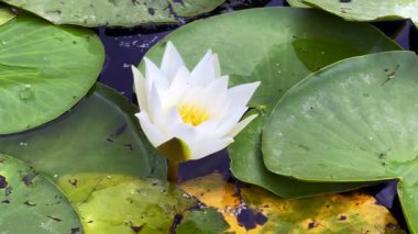 Beyaz nilüferler gölette çiçek açıyor