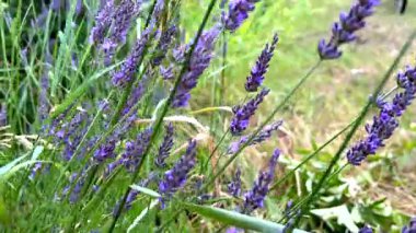 Sakin lavanta çiçekleri rüzgarda hafifçe sallanıyor.