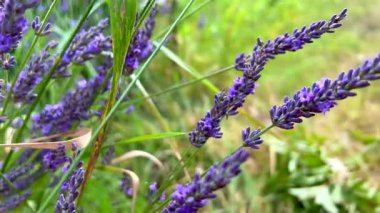Sersemletici lavanta çiçekleri Çayırda hafifçe sallanıyor