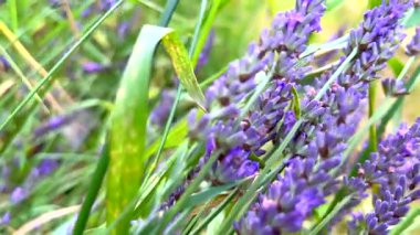 Hafif lavanta kökleri yaz rüzgarında sallanıyor.