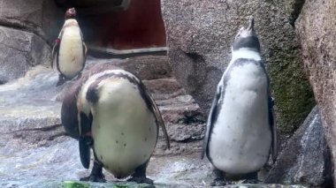 Humboldt penguenleri hayvanat bahçesinde tımar ediliyor ve etkileşim içindeler.