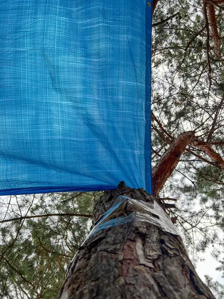Çam ağacına bağlı mavi bir muşambaya bakıyorum, güneşli bir günde gölgeyi sağlıyorum.