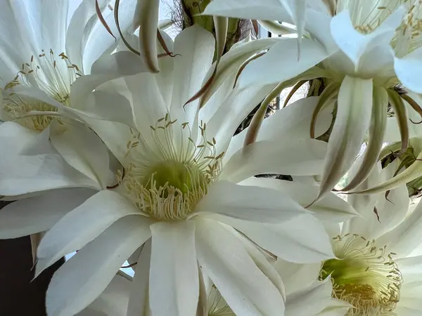 Karmaşık detaylarını gösteren gece açan bir mısır gevreği çiçeğinin yakın plan görüntüsü.