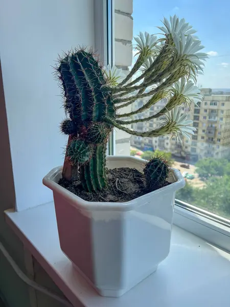 Pencere pervazında büyüyen güzel beyaz çiçekli kaktüs echinopsis oxygona