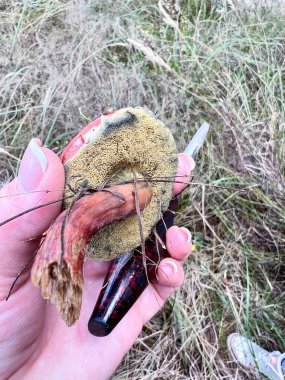Hand holding a freshly harvested bolete mushroom and a foraging knife outdoors