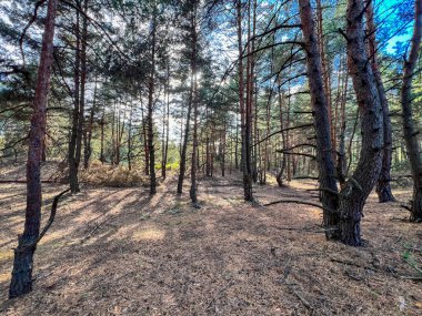İğnelerle kaplı çam ormanı zemini, uzun ağaçların arasından süzülen güneş ışığı ve gölgeler yaratır.
