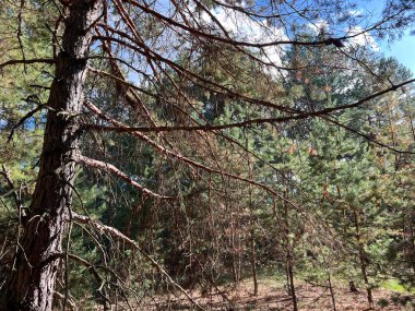 Yeşil bir ormanda büyüyen çam ağacı. Dalların arasından süzülen güneş ışınları.